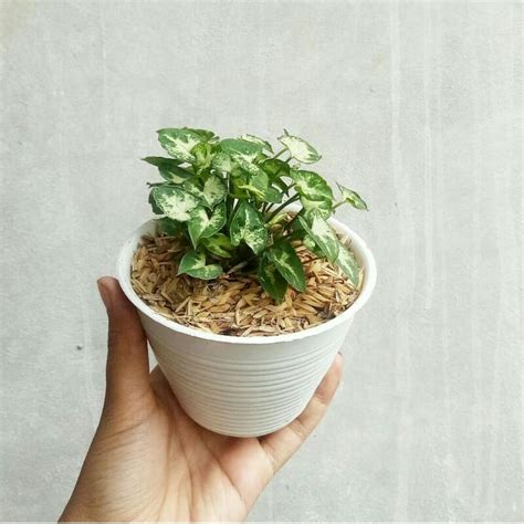 Jual Tanaman Syngonium Mini Pixie Liliput Syngonium Liliput Keladi