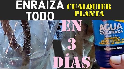 ENRAIZA CUALQUIER PLANTA RÁPIDO Y FACIL SIN DINERO ramas de cualquier