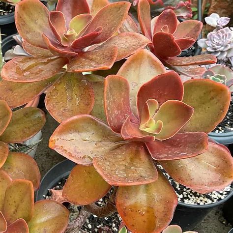 28 Eye Popping Orange Succulents That Will Brighten Your World