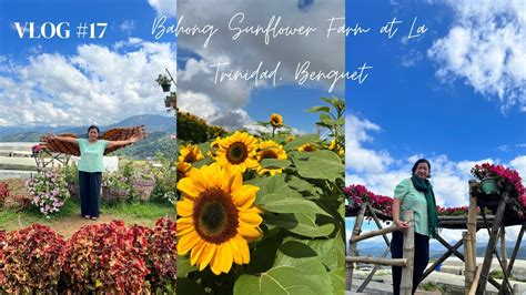 Vlog #17: Bahong Sunflower Farm at La Trinidad Benguet 🌻🌻🌻 - YouTube