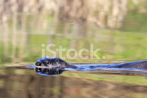 River Otter Swimming Left Stock Photo | Royalty-Free | FreeImages