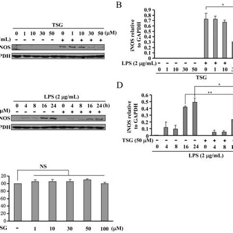 Effects Of Tsg On Induction Of Inducible Nitric Oxide Inos Protein In