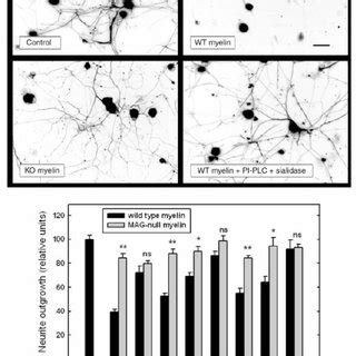 Mag Inhibition Of Neurite Outgrowth From Drgns Is Via Both Ngr And