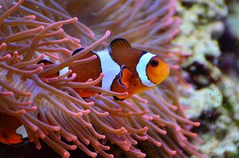 Cara Memelihara Clownfish Alias Ikan Nemo Di Akuarium Solahart Handal