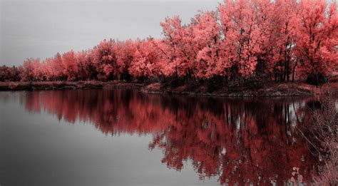 Pink Autumn By Johnnie2bad On Deviantart