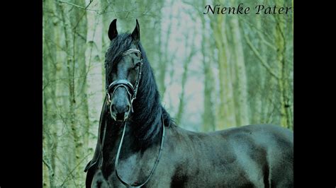 Floris Ster Sport Elite Friesian Horses For Sale At