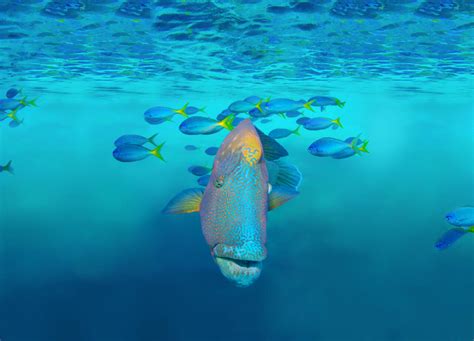 Great Barrier Reef Tour Whitsundays Floating Pontoon Hardy Reef