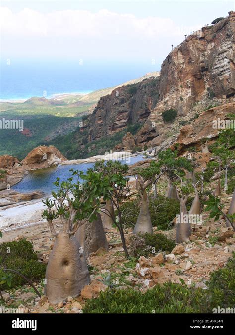 Socotra Plants Fotos Und Bildmaterial In Hoher Auflösung Alamy