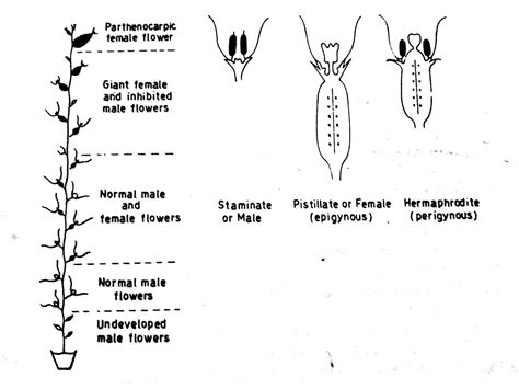 Sex Expression In Vegetables ~ A2z Veg Science