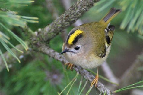 Top 10 Smallest Birds In The World