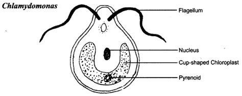 Ncert Solutions For Class 8 Science Chapter 2 Microorganisms Friend And