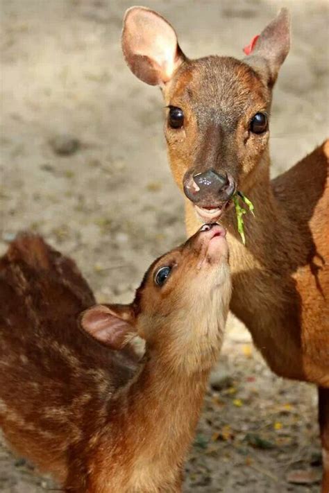 Two Baby Deers Are Standing Next To Each Other And One Is Eating Grass