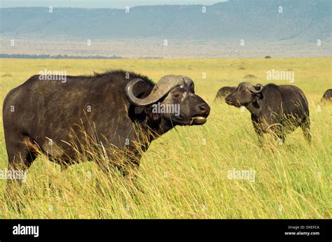 Masai Mara Buffalo Hi Res Stock Photography And Images Alamy