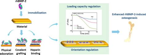 Tuning The Bioactivity Of Bone Morphogenetic Protein 2 With Surface