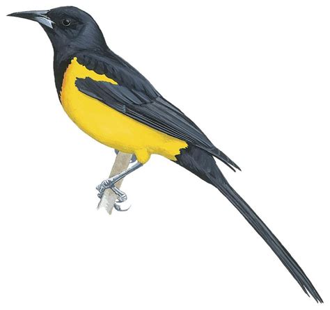 Martinique Oriole Icterus Bonana World Bird Names