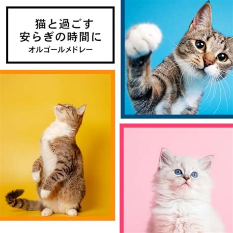 Amazon MusicでI LOVE BGM LABの猫と過ごす安らぎの時間に オルゴールメドレーを再生する