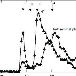 Size Exclusion Chromatography On Sephadex G 75 SF Of Bull Seminal