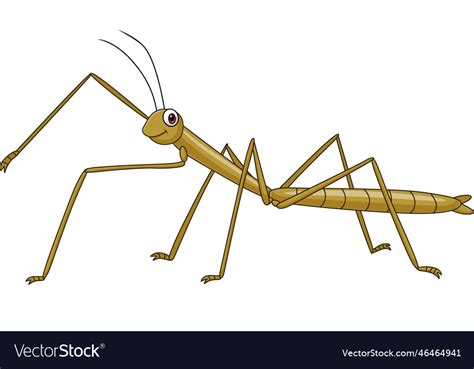 Cartoon Stick Insect On White Background Vector Image