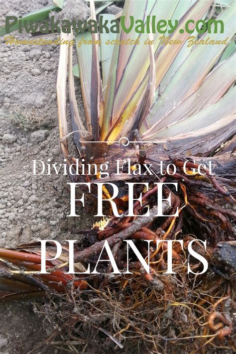 Splitting Dividing And Transplanting Nz Flax And Phormium Or Grasses