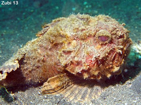 Stonefishes Devilfishes Stingfishes Unidentified Scorpionfishes