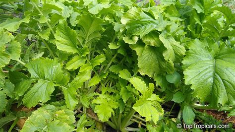 Raphanus Sativus Daikon Winter Radish Oriental Radish Long White Radish