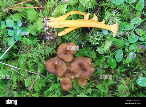 Craterellus Tubaeformis Cantharellus Tubaeformis Known As Yellowfoot