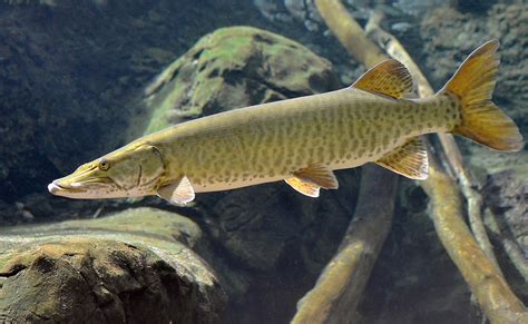 Virginia Fishes: New Muskellunge (Esox masquinongy), walleye and ...