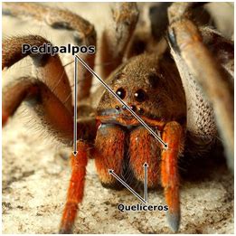 Queliceras E Pedipalpos - Darwiniano Curso 2019/2020: 1 ESO - Patas y pedipalpos (aracnidos)