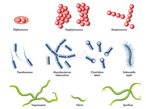 Tipos De Bacterias Ilustraci N Del Vector Ilustraci N De Botulismo