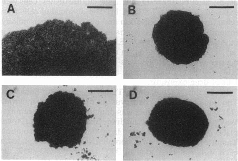 Morphological Appearance Of Multicellular Aggregates Of Each Tumor Line