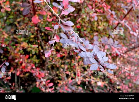 Berberis Thunbergii Japanese Barberry Hi Res Stock Photography And