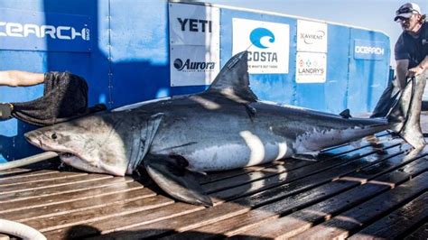 Great White Shark Miss Costa Pings In Gulf Of Mexico Near Panhandle