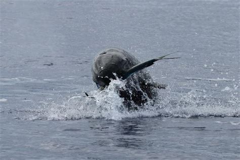 False Killer Whales In The Main Hawaiian Islands