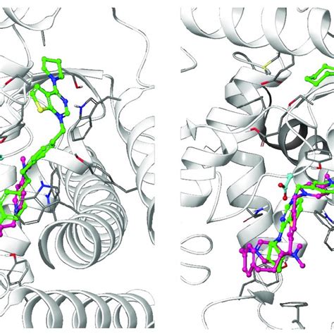 Predicted Binding Mode Of Two Of The Docked Compounds Into The Crystal Download Scientific