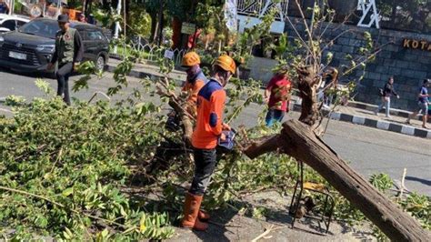 Pohon Tumbang Di Jalan Munif Alun Alun Kota Batu Timpa Motor