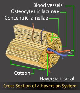 Structure and Function of the Haversian System Explained With Diagrams ...