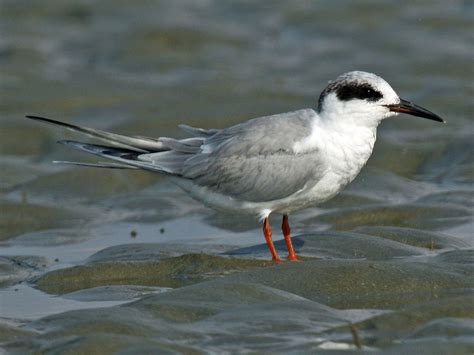 Forster S Tern Sterna Forsteri Boreal Songbird Initiative