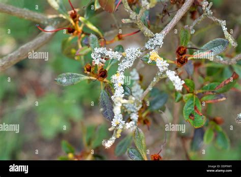 Rhododendron And Azalea Diseases