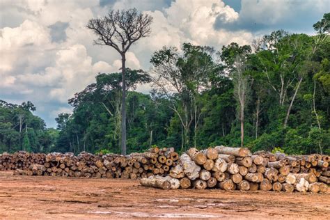 Explora O Madeireira Na Amaz Nia Chegou A Mil Hectares Em Meses