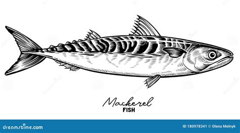 Mackerel Vector Vintage Sketch Hand Drawn Fish Illustration Stock