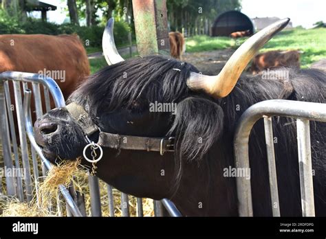 Scottish Highland cattle Stock Photo - Alamy