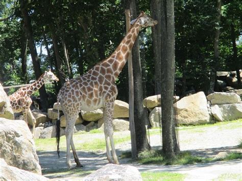 Southwicks Zoo Mendon Ma Top Tips Before You Go Tripadvisor