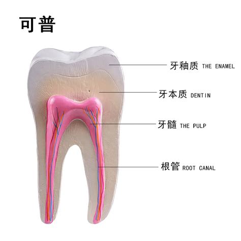 Molar Teeth Anatomy Anatomical Charts Posters Hot Sex Picture