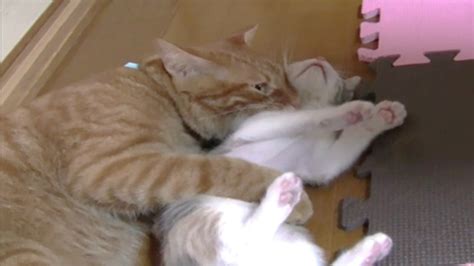 保護した子猫と先住猫 飼い主の取り合い お仕置きされる子猫 Youtube