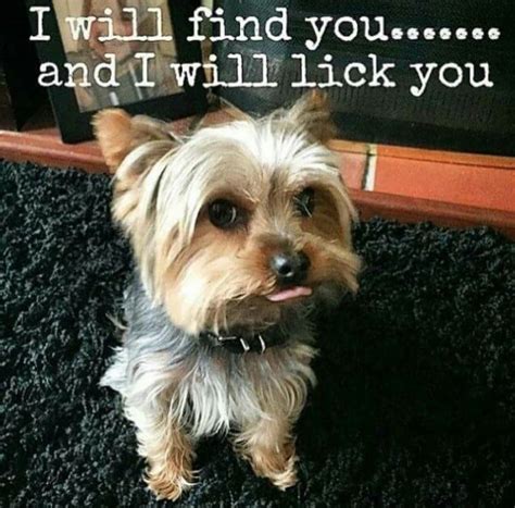 20 Best Yorkie Memes Of All Time Artofit