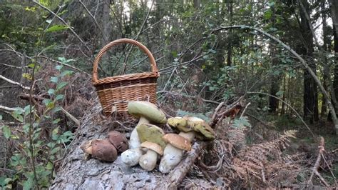 Funghi Porcini Dell Ottobre Bassa Quota Boleto Badio