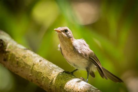 BirdLife International - BirdLife is the world leader in Bird Conservation