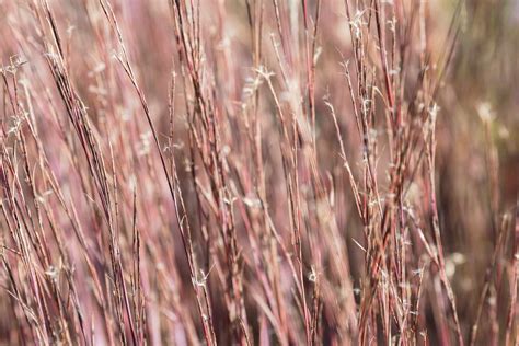 Little Bluestem Schizachyrium Scoparium Care And Growing Guide