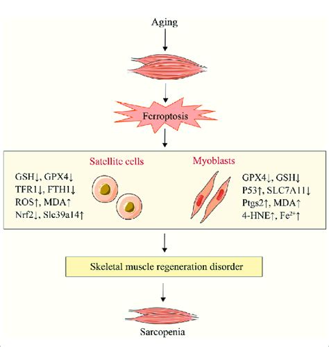 Sarcopenia Caused By Satellite Cell And Myoblast Ferroptosis Aging Can