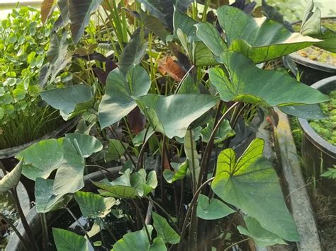 Colocasia Esculenta Tea Cup Plantes Aquatiques